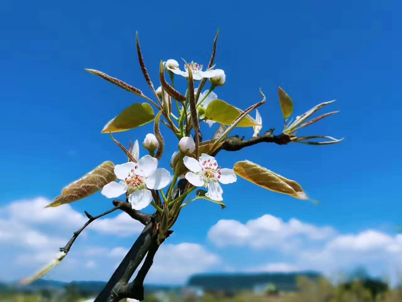 花花